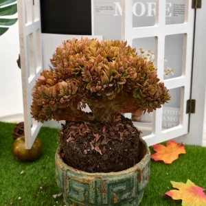 7''Echeveria Candy Crested