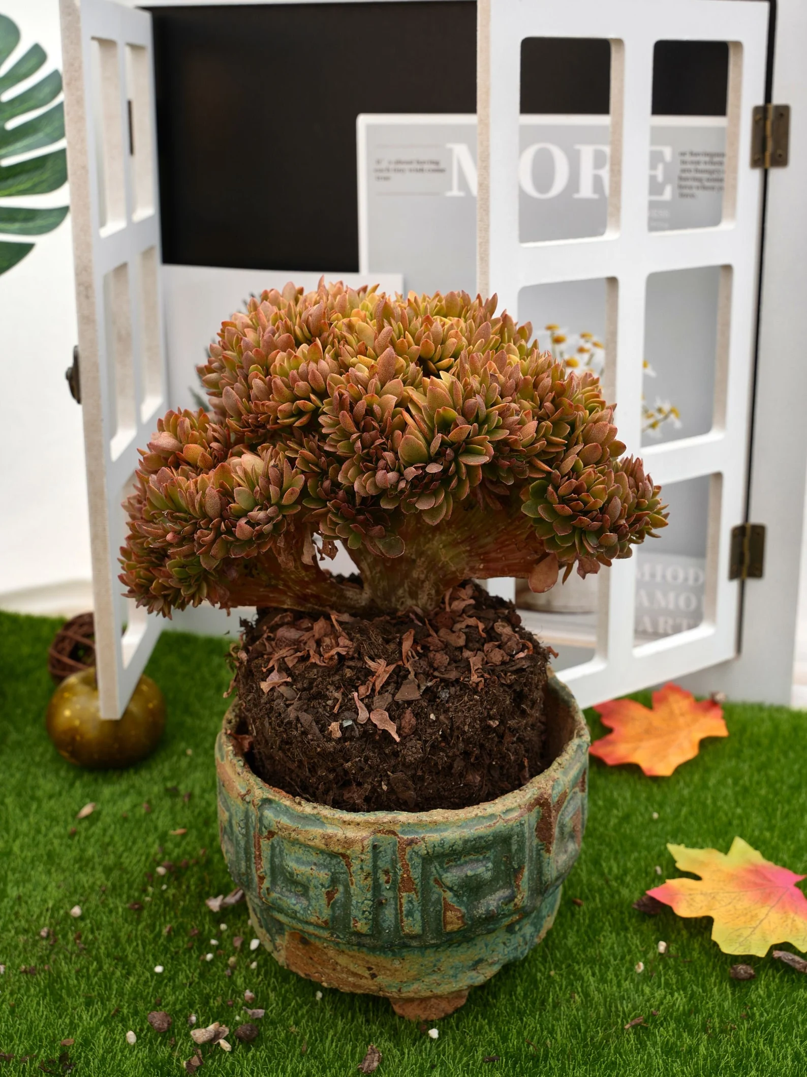 7''Echeveria Candy Crested