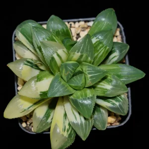 Haworthia Heidelbergensis Variegated