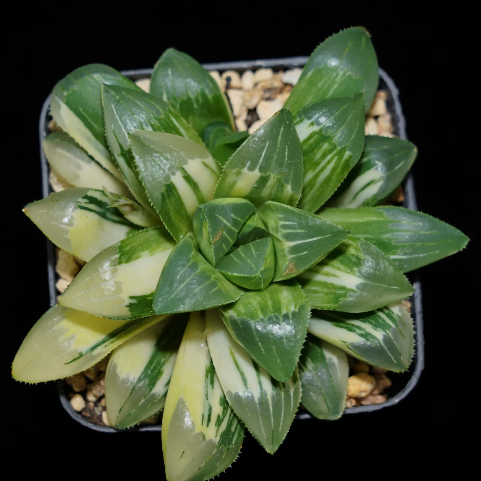 Haworthia Heidelbergensis Variegated
