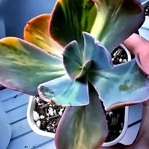 Pachyveria Paul Bunyon