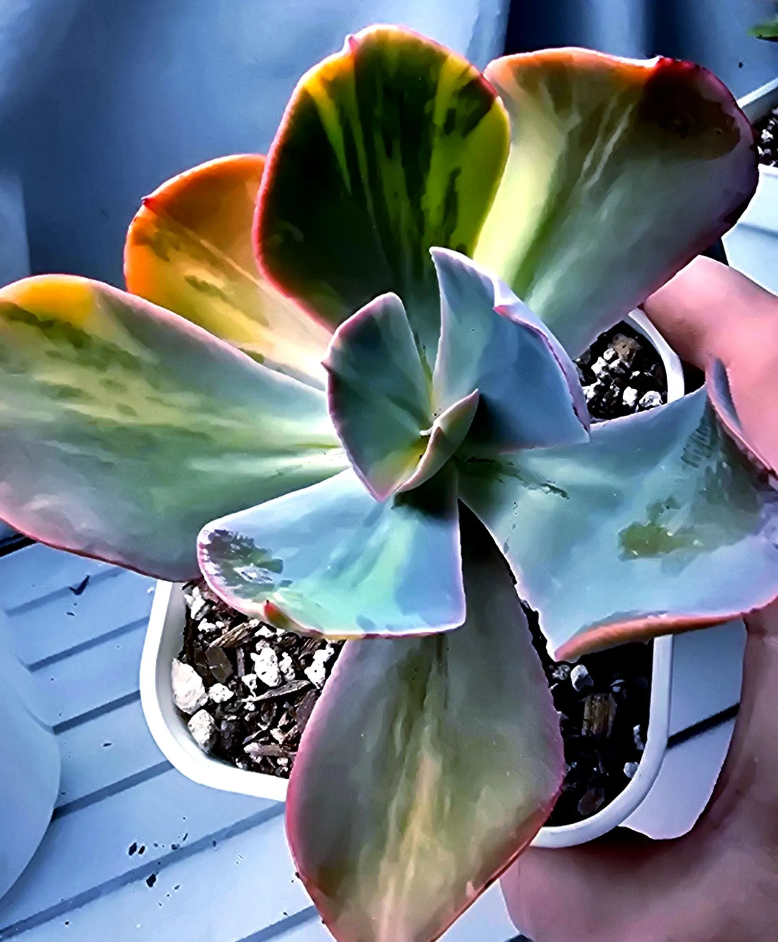 Pachyveria Paul Bunyon