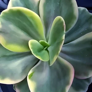 Echeveria Silk Road Variegated