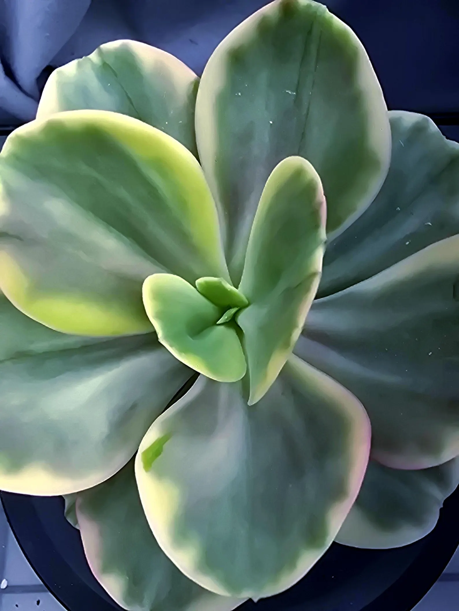 Echeveria Silk Road Variegated